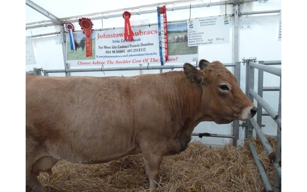 An Aubrac cow